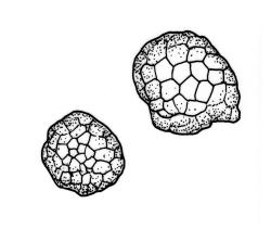Bryum radiculosum, tubers. Drawn from K.W. Allison 703, CHR 515482.
 Image: R.C. Wagstaff © Landcare Research 2015 
